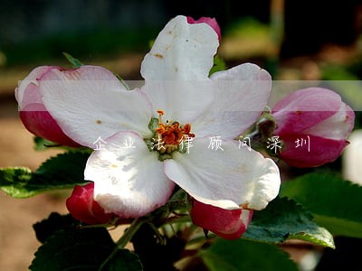 企业法律顾问深圳 企业法律顾问深圳
