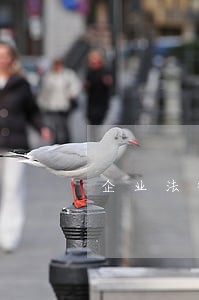 企业法律顾问的工作日记 企业法律顾问的工作日记
