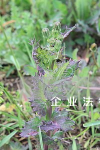 企业法律顾问证还有吗 企业法律顾问证还有吗