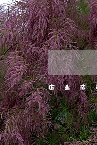 企业法律顾问违约 企业法律顾问违约