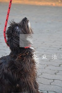 企业法律顾问领证