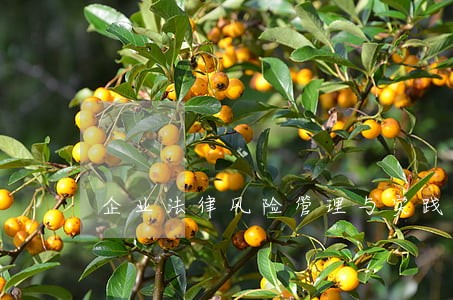 企业法律风险管理与实践 企业法律风险管理与实践