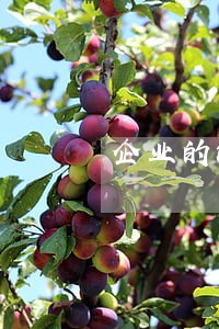 企业的法律顾问优势 企业的法律顾问优势