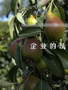 企业的法律顾问吗 企业的法律顾问吗
