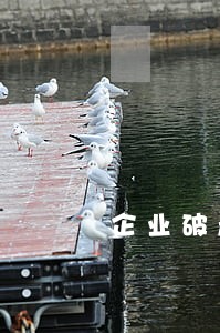 企业破产诉讼案件怎么办 企业破产诉讼案件怎么办