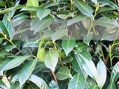 企业税0申报逾期要罚款吗