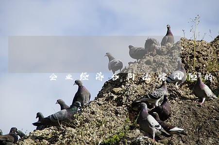 企业经济合同法律风险的规避探讨