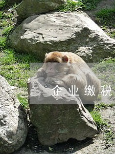企业缴税逾期一次还能贷款吗 企业缴税逾期一次还能贷款吗