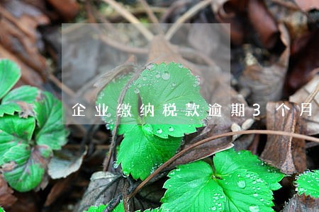企业缴纳税款逾期3个月 企业缴纳税款逾期3个月
