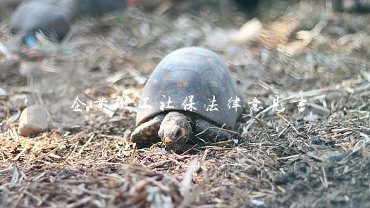 企业职工社保法律意见书 企业职工社保法律意见书