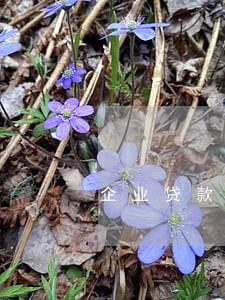 企业贷款利息逾期会怎么样 企业贷款利息逾期会怎么样