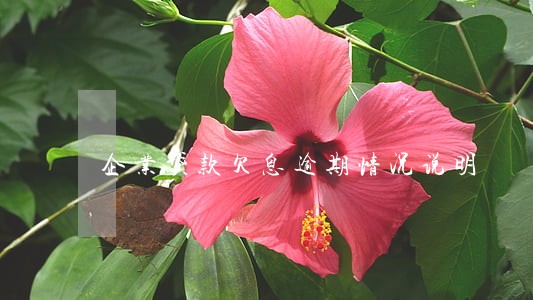 企业贷款欠息逾期情况说明