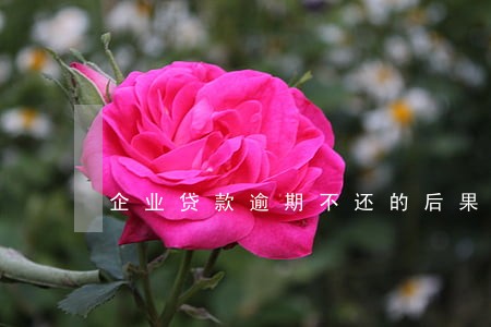 企业贷款逾期不还的后果 企业贷款逾期不还的后果