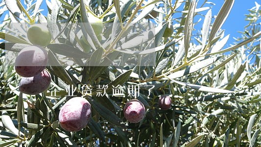 企业贷款逾期了 企业贷款逾期了