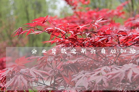 企业贷款逾期会自动扣除吗 企业贷款逾期会自动扣除吗
