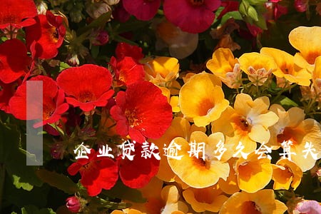 企业贷款逾期多久会算失信 企业贷款逾期多久会算失信