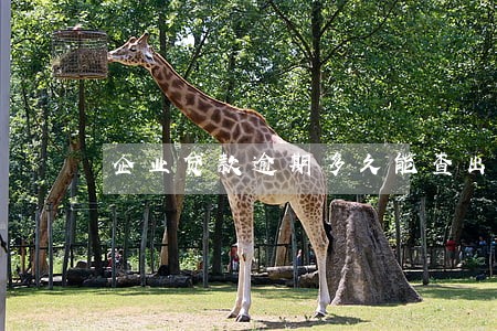 企业贷款逾期多久能查出来 企业贷款逾期多久能查出来