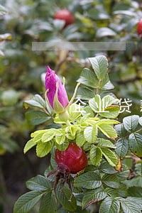 企业贷款逾期对股东有影响吗 企业贷款逾期对股东有影响吗