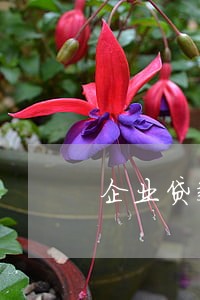 企业贷款逾期排查报告 企业贷款逾期排查报告