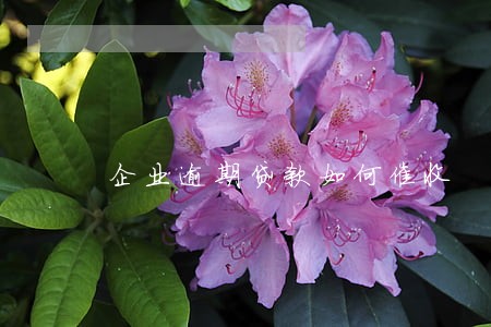 企业逾期贷款如何催收 企业逾期贷款如何催收