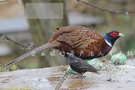 企业银行开户法人有逾期可以吗