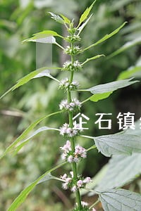 企石镇经济犯罪在线律师咨询 企石镇经济犯罪在线律师咨询