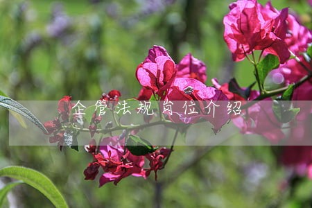 企管法规岗位介绍 企管法规岗位介绍