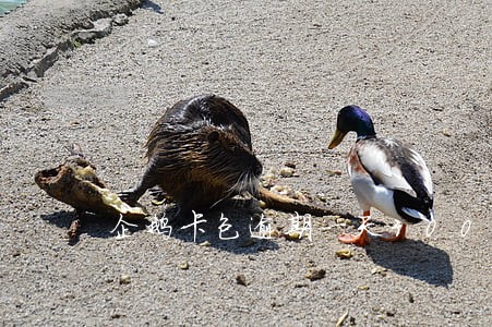企鹅卡包逾期一天300利息 企鹅卡包逾期一天300利息