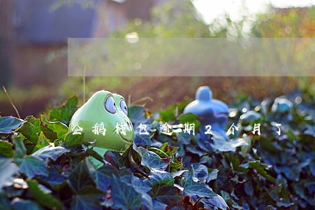 企鹅钱包逾期2个月了 企鹅钱包逾期2个月了