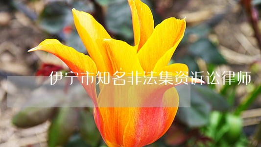 伊宁市知名非法集资诉讼律师 伊宁市知名非法集资诉讼律师