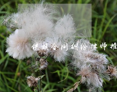 伊旗合同纠纷律师推荐 伊旗合同纠纷律师推荐