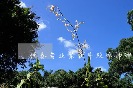 伊春专业聚众斗殴律师哪家好 伊春专业聚众斗殴律师哪家好