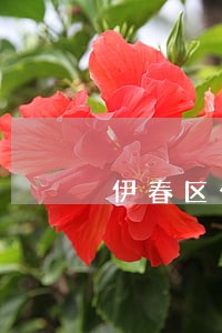 伊春区公司法律顾问律师 伊春区公司法律顾问律师