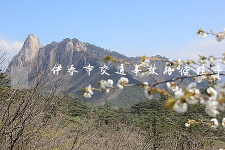 伊春市交通事故赔偿程序律师咨询