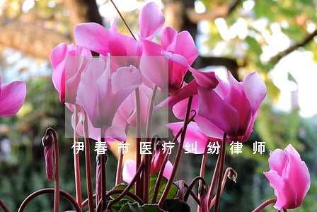 伊春市医疗纠纷律师 伊春市医疗纠纷律师