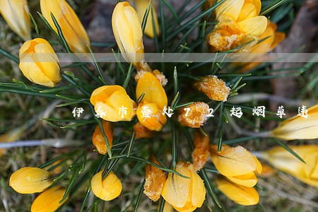 伊春市查处72起烟草违法案件 伊春市查处72起烟草违法案件