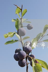 伊春市法院招标项目 伊春市法院招标项目