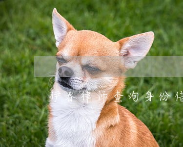 伊春律师查询身份信息