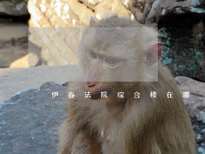 伊春法院综合楼在哪 伊春法院综合楼在哪