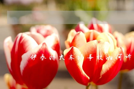 伊春特大车祸事故如何诉讼 伊春特大车祸事故如何诉讼