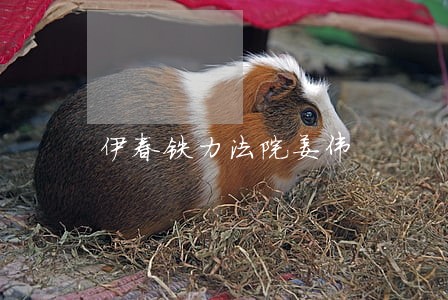 伊春铁力法院姜伟 伊春铁力法院姜伟