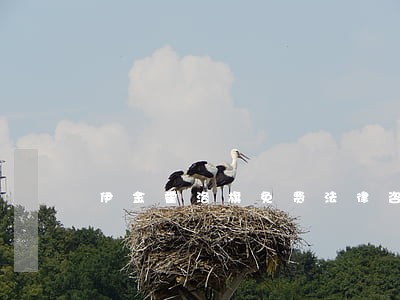 伊金霍洛旗免费法律咨询热线 伊金霍洛旗免费法律咨询热线