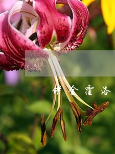 伊金霍洛旗兼并收购在线律师 伊金霍洛旗兼并收购在线律师