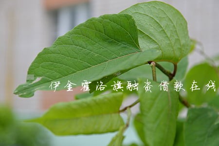 伊金霍洛旗融资借款在线律师咨询 伊金霍洛旗融资借款在线律师咨询