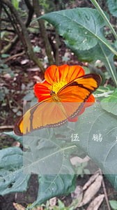 伍鹏违法绵阳 伍鹏违法绵阳