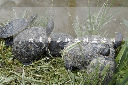 伐屋前后的死树违法吗