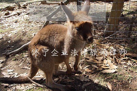 休宁企业法律顾问律师