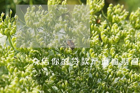 众信你的贷款严重逾期逾期 众信你的贷款严重逾期逾期