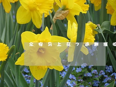 众安马上花7逾期催收 众安马上花7逾期催收
