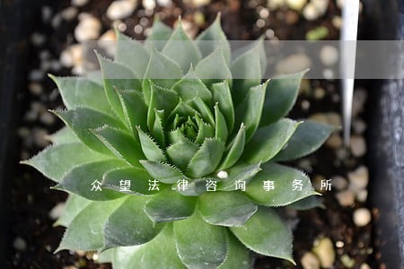 众望法律咨询事务所 众望法律咨询事务所